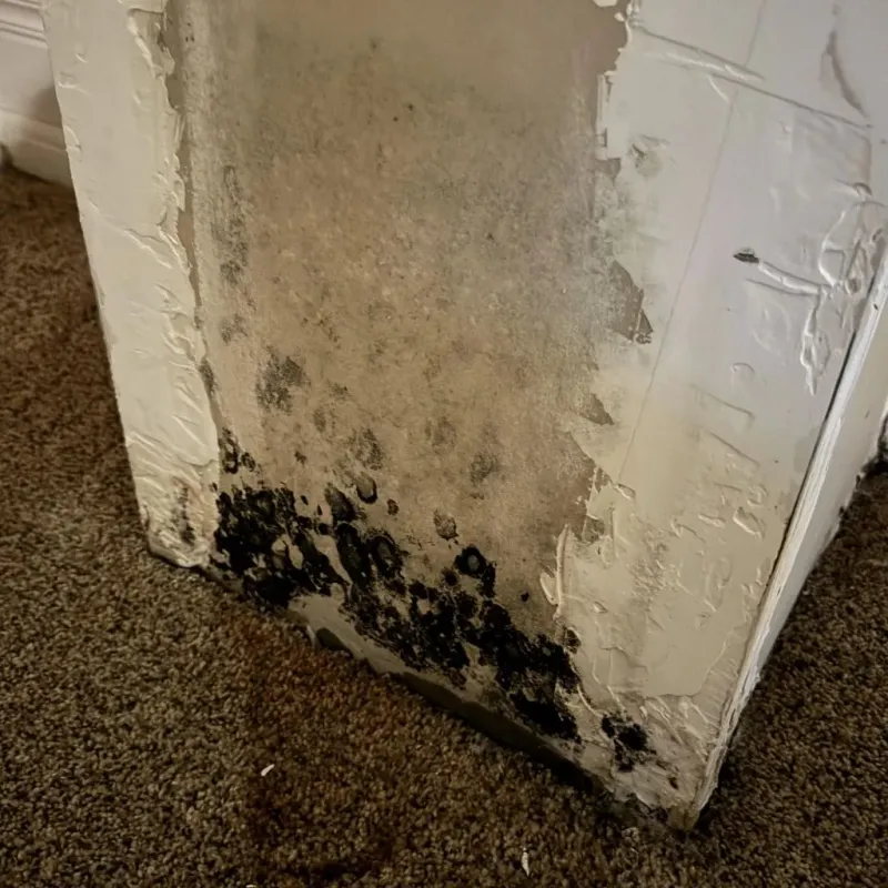 Professional Mold Removal in Livingston County, NY